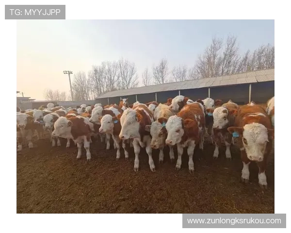 尊龙凯时人生app忘记密码怎么办?详细操作步骤帮你快速找回账号访问权限 尊龙凯时人生app忘记密码怎么办?详细操作步骤帮你快速找回账号访问权限