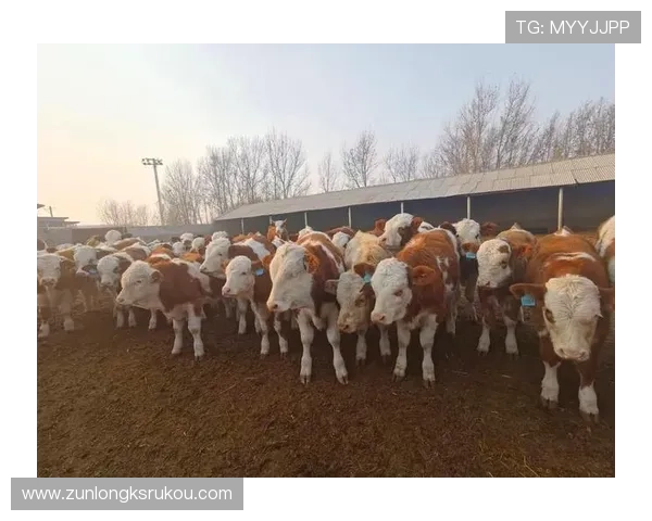 尊龙官网手机版下载尊龙凯时,最新版本下载安装指南与安全保障详解 尊龙官网手机版下载尊龙凯时,最新版本下载安装指南与安全保障详解